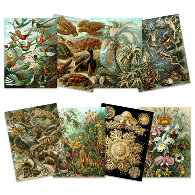 Pack of 8 Ernst Haeckel Nature Vintage Land Sea Life Biology Art Print Poster Home Decor 12x16 Inch