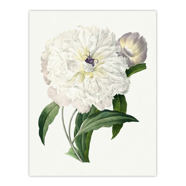 Peony Flower Illustration Redoute Vintage Huge Wall Art Print 18X24 In