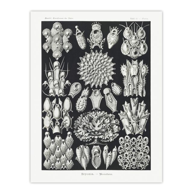 "Bryozoa Aquatic invertebrates Haeckel Botanical Wall Art Poster Print 12X16"""