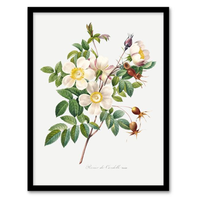 "White Rose Floral Redoute Vintage Framed Wall Art Print 12X16"""