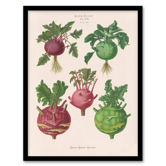 Ernst Benary Kohlrabi Turnip Cabbage Varieties Framed Wall Art Picture Print A3