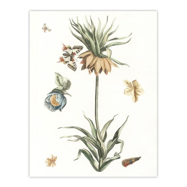 Keizerskroon Tulip and Butterfly Teyler Huge Wall Art Poster Print