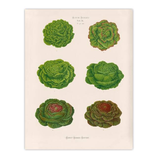 "Lettuces Cabbage Varieties Ernst Benary Huge Wall Art Poster Print 24X32"""