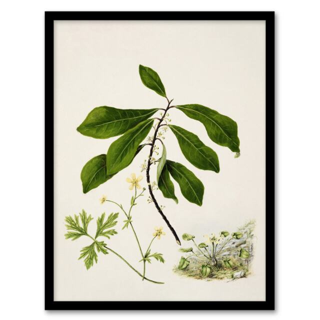 "Caltha New Zealand Marsh Marigold Plant Featon Framed Wall Art Print 12X16"""