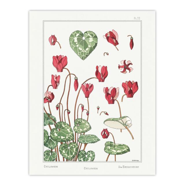 "Cyclamen Flower Plant Vintage Floral Wall Art Print Verneuil 18x24"""