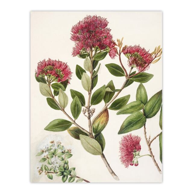 New Zealand Rata Flowers Illustration Featon Huge Wall Art Print 18X24 In
