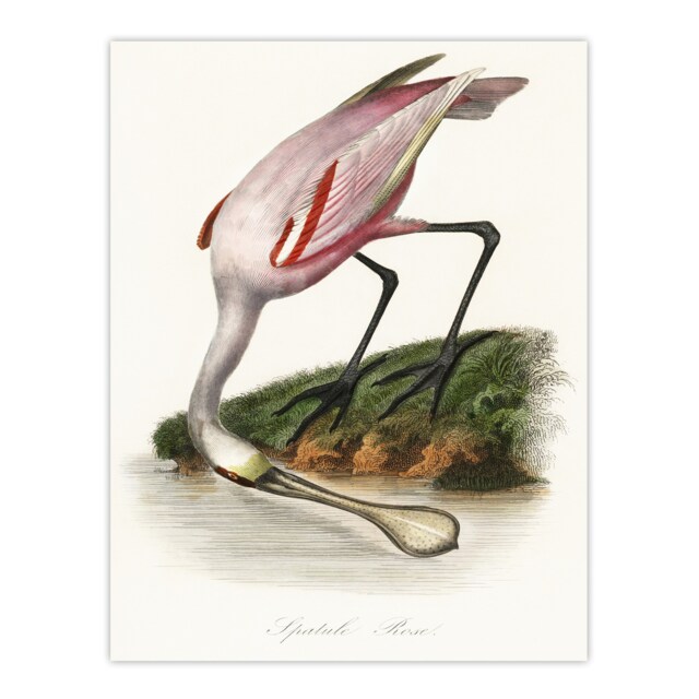"Roseate Spoonbill Couaihac Vintage Huge Wall Art Poster Print 24X32"""