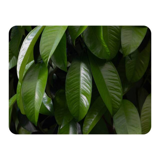 Closeup of beautiful glossy green leaves Designer Blanket Multi