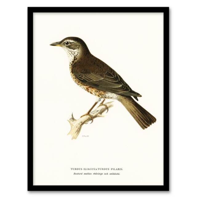 "Redwing Bird Turdus Iliacus Von Wright Vintage Framed Wall Art Print 12X16"""