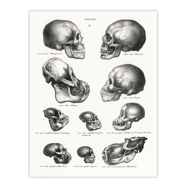"Human Monkey and Ape Skulls Visser Vintage Huge Wall Art Poster Print 24X32"""