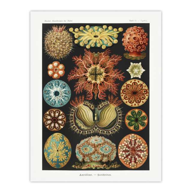"Ascidiae Colourful Marine Life Haeckel Botanical Wall Art Poster Print 12X16"""