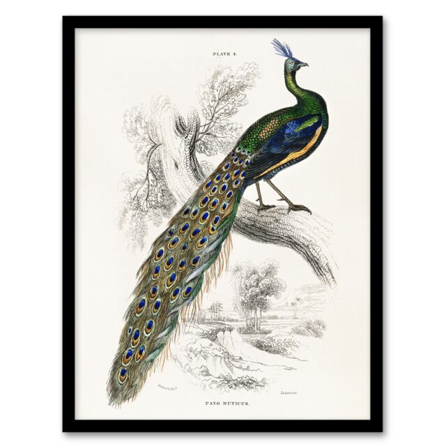 "Male Peafowl Peacock Sir William Jardine Vintage Framed Wall Art Print 12X16"""