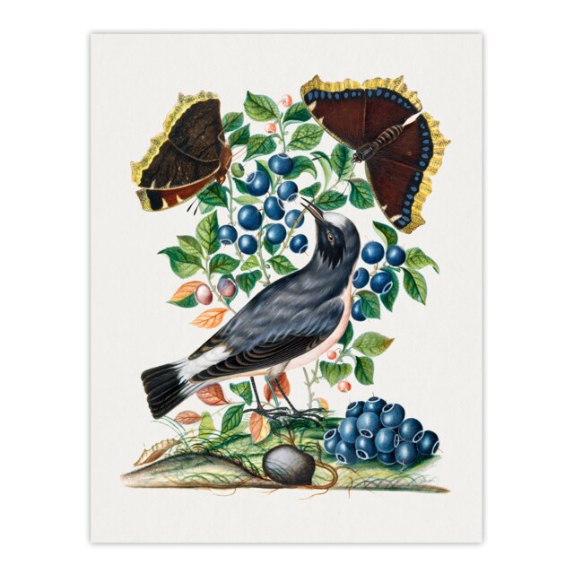 Northern Wheatear and Mourning Cloak Bolton Wall Art Poster Print