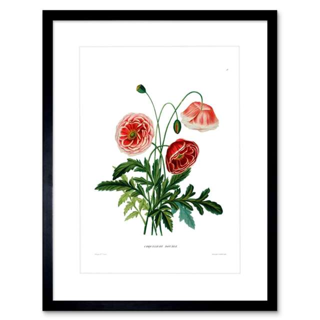 "Vintage Botanical Flower Poppy Coquelicot 9x7"" Black Framed Wall Art Print"