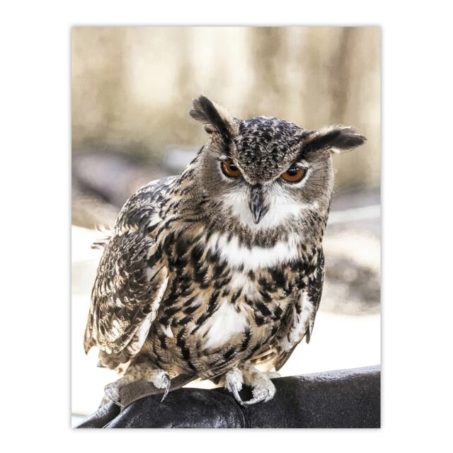 Owl perched on a rock Carol M Highsmith Huge Wall Art Print 18X24 In