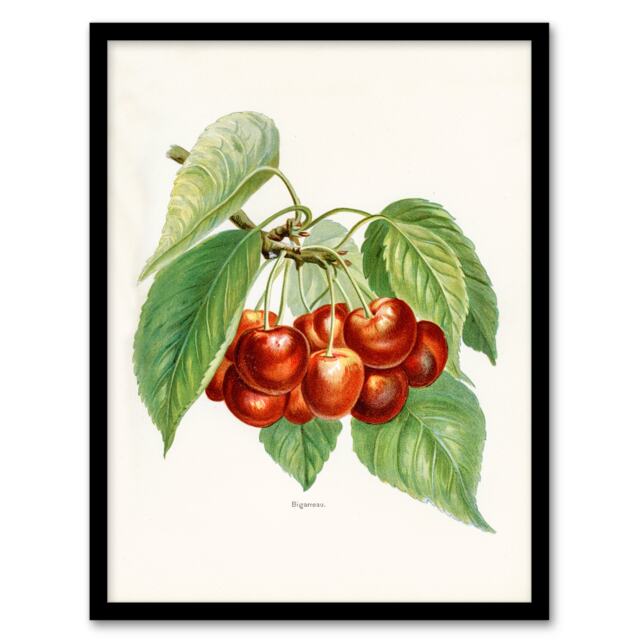 John Wright Framed Wall Art Vintage Illustration of Bigarreau Cherries
