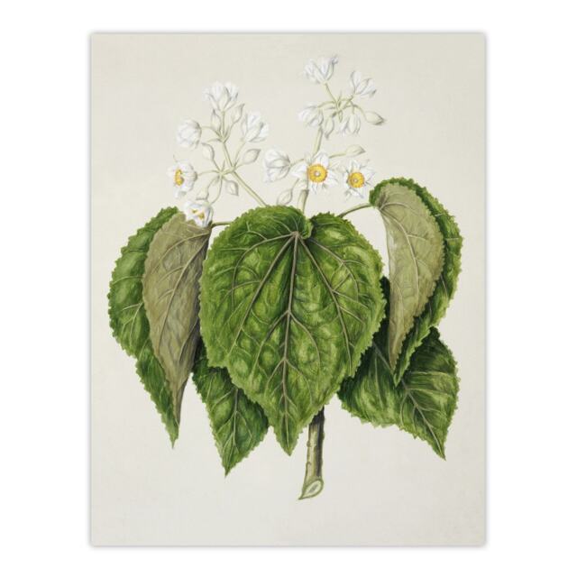 "New Zealand Whau Cork Tree Flowers Featon Huge Wall Art Poster Print 24X32"""