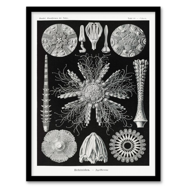 Ernst Haeckel Framed Wall Art Print Echinidea Sea Urchin Species Home Décor