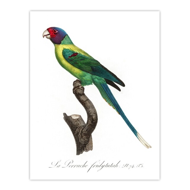 "The Plum Headed Parakeet Francois Levaillant Huge Wall Art Poster Print 24X32"""