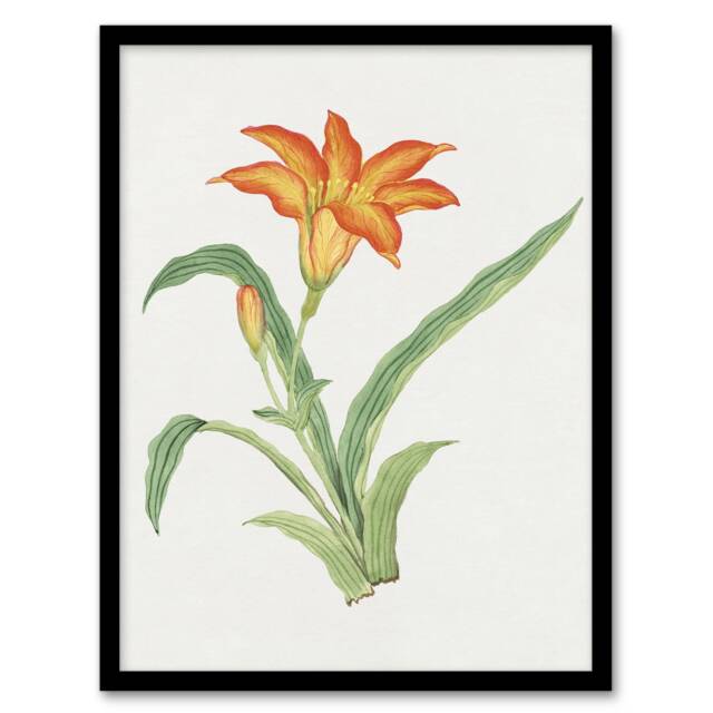 "Orange Lily Flower Japan Framed Wall Art Print Vintage Japanese Floral 12x16"""