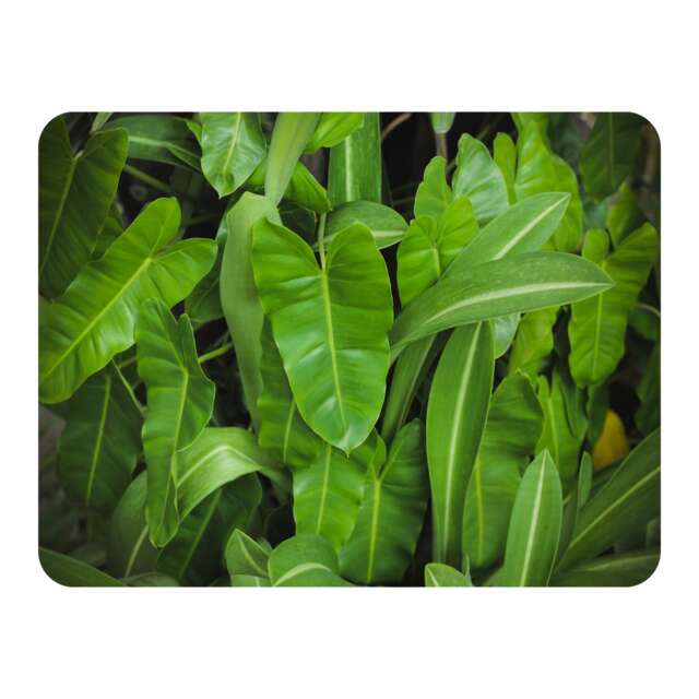 Abstract background of dark green leaves Designer Blanket Multi