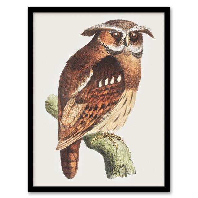 Theo van Hoytema Framed Wall Art Print Eagle Owl Perched on a Branch Home Décor