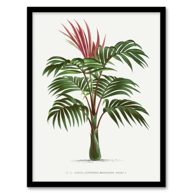 "Kentiopsis Macrocarpa Palm Tree Kerchove Framed Wall Art Print 12X16"""