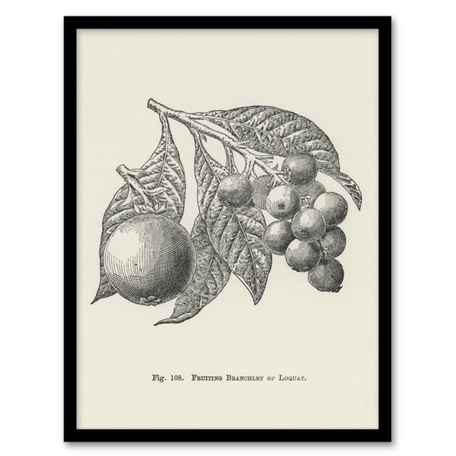 "Fruit Growers Guide Vintage Loquat Artwork Wright Framed Wall Art Print 12X16"""