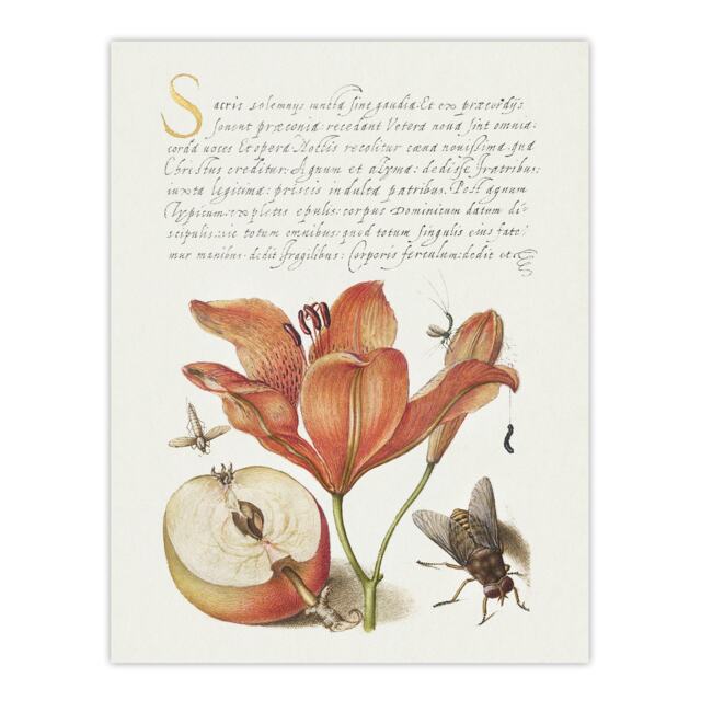 "Insects Orange Lily and Apple Calligraphy Wall Art Poster Print 12X16"""