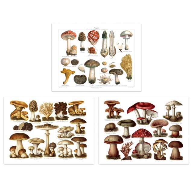 Set Of 3 Vintage Meyers Lexikon Mushrooms Fungi Poisonous Edible Botanical Wall Art Prints 12X16 Inch