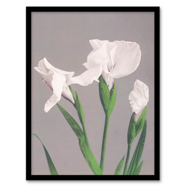 Ogawa Kazumasa Framed Wall Art Print White Irises Blooming Flowers Home Décor