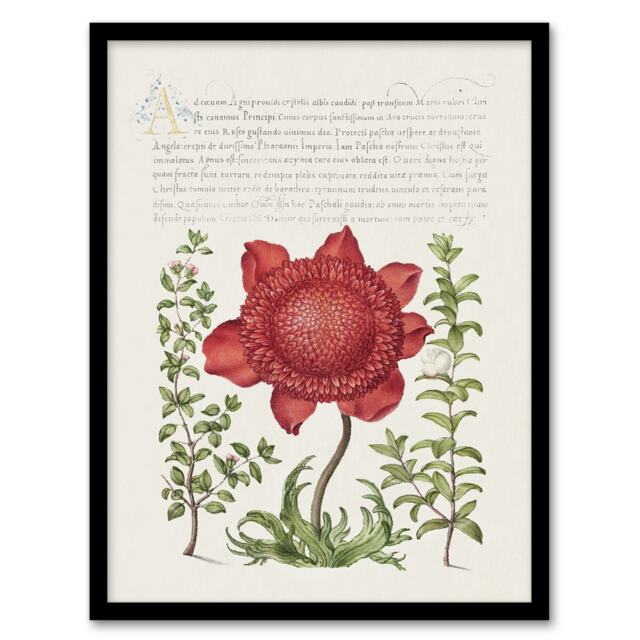 "Poppy Anemone and Myrtle Calligraphy Framed Wall Art Print 12X16"""