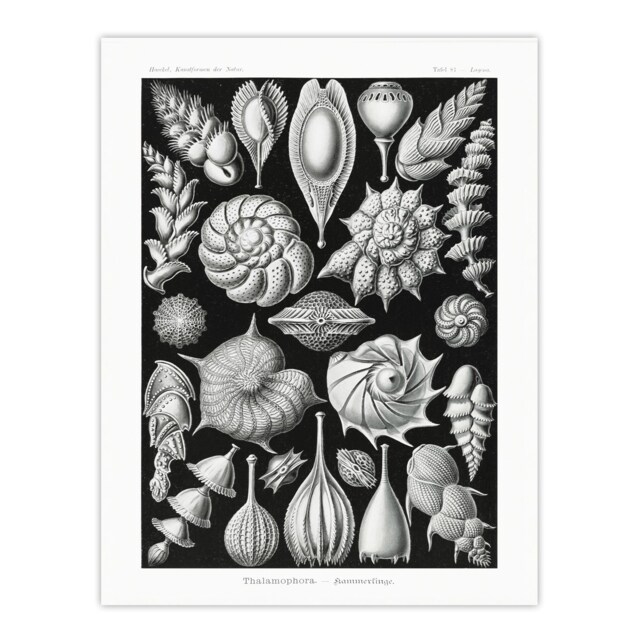 Thalamophora Forams Shells Haeckel Botanical Huge Wall Art Print 18X24 In