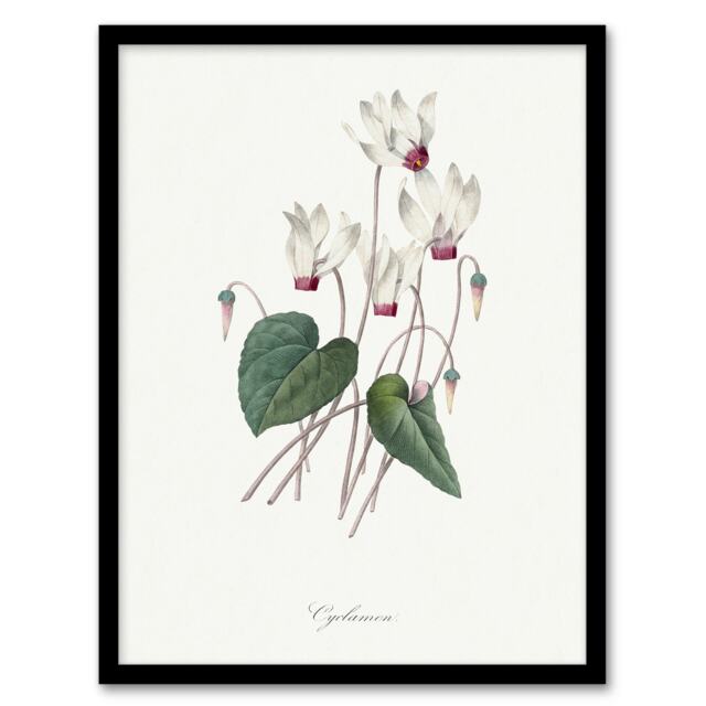 "Cyclamen Floral Illustration Redoute Vintage Framed Wall Art Print 12X16"""
