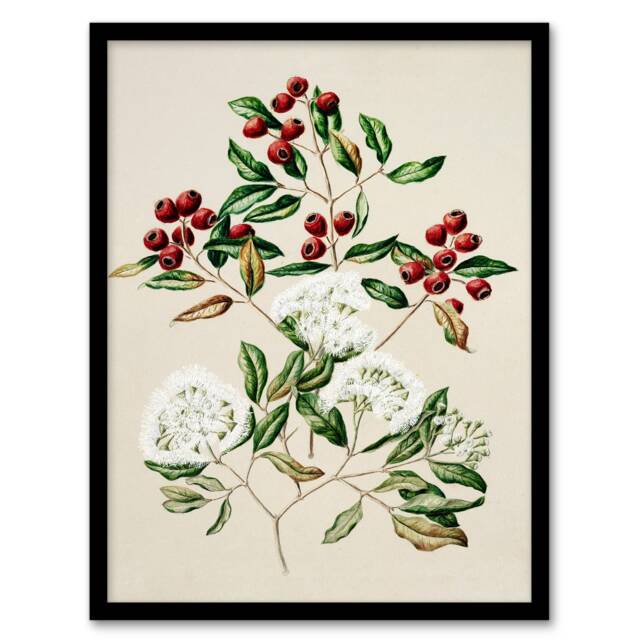 Sarah Featon Framed Wall Art New Zealand Maire Tawake Tree Flowers Home Décor
