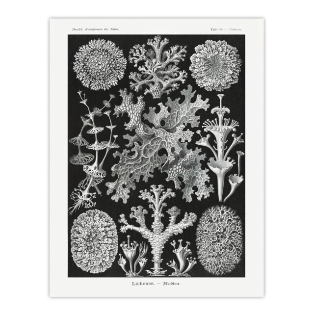 "Lichen Species Vintage Haeckel Botanical Huge Wall Art Poster Print 24X32"""