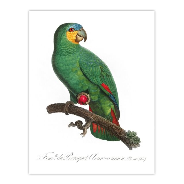 "The Orange Winged Amazon Parrot Levaillant Huge Wall Art Poster Print 24X32"""