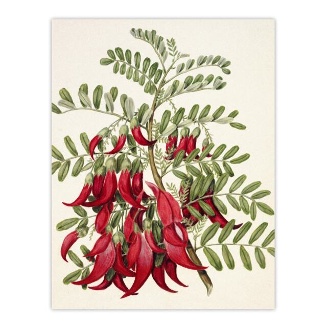 New Zealand Kaka Beak Plant Flowers Featon Huge Wall Art Print 18X24 In