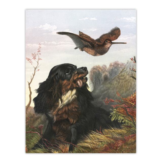 "Cocker Spaniel Dog and Woodcock Arthur Tait Wall Art Poster Print 12X16"""