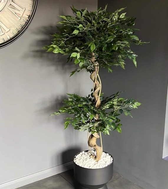 Artificial Japanese Fruticosa Tree Twisted Ficus 150cm UK Green 5ft
