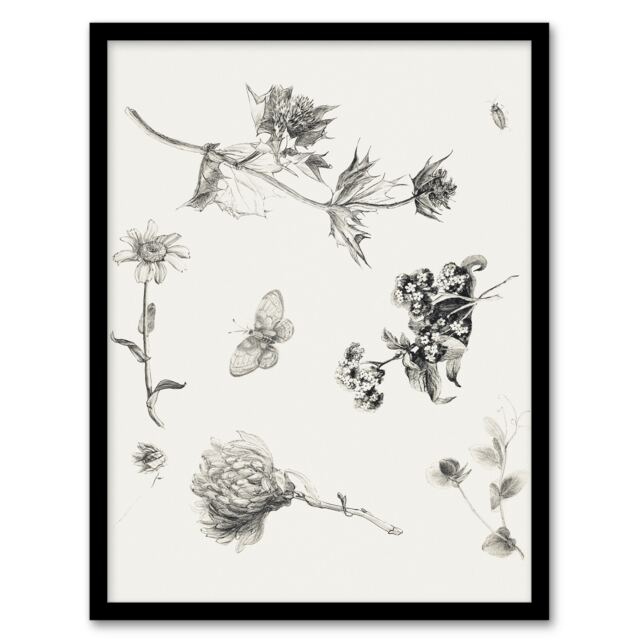 Theo van Hoytema Framed Wall Art Flowers Leaves and Butterfly Drawing Home Décor