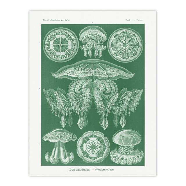 "Discomedusae Jellyfish Species Haeckel Botanical Wall Art Poster Print 12X16"""