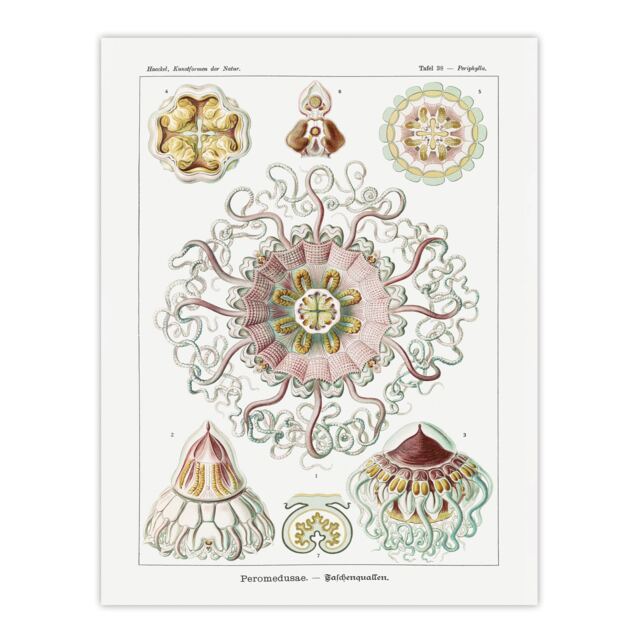 "Vintage Jellyfish Ocean Marine Haeckel Botanical Huge Wall Art Poster 24X32"""