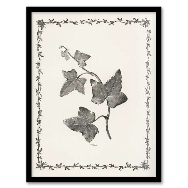 "Vintage Botanical Ipomoea Triloba Leaves Hibberd Framed Wall Art Print 12X16"""