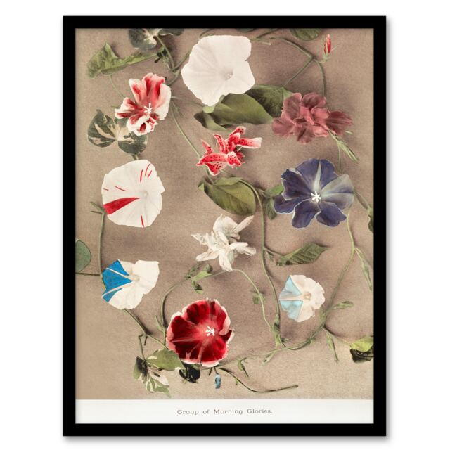 Ogawa Kazumasa Framed Wall Art Print Group Of Morning Glories Home Décor