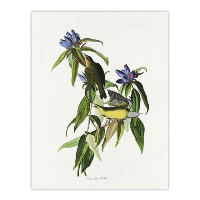 Connecticut Warbler Bird Audubon Nature Huge Wall Art Print 18X24 In