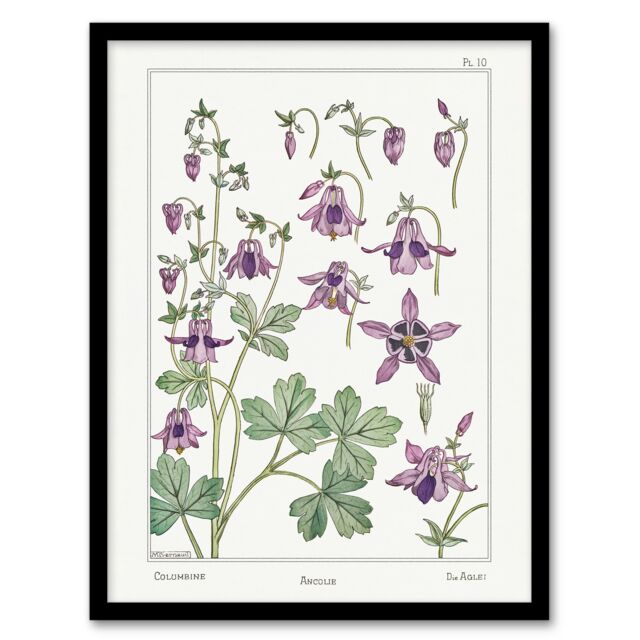 "Columbine Aquilegia Flower Vintage Framed Wall Art Print Verneuil 12x16"""