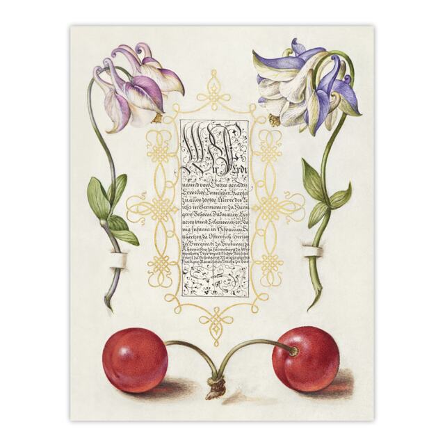 "Columbines and Sweet Cherries Calligraphy Huge Wall Art Poster Print 24X32"""