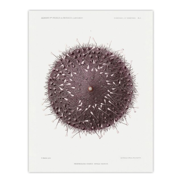 "Sea Urchin Marine Life Illustration Albert I Huge Wall Art Poster Print 24X32"""