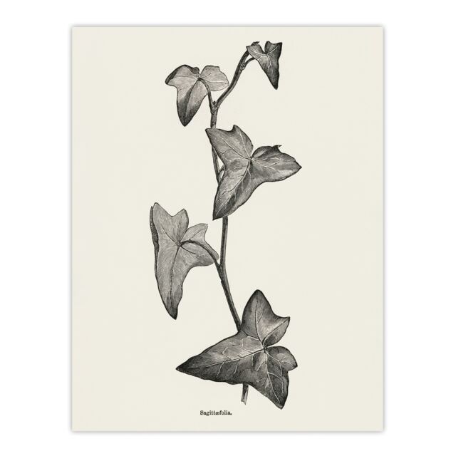 Vintage Botanical Sagittifolia Ivy Hibberd Huge Wall Art Print 18X24 In